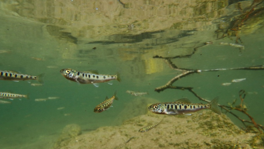 Kleine Fische ganz groß