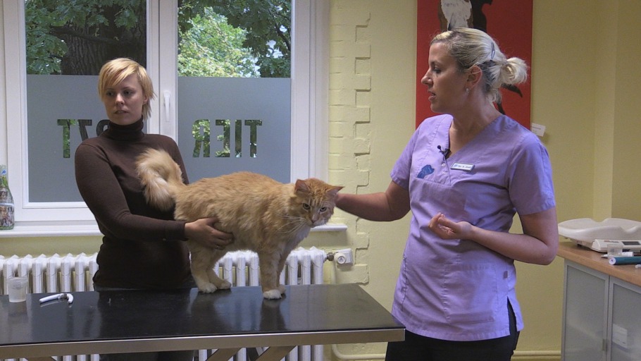 Fieber messen bei Katzen