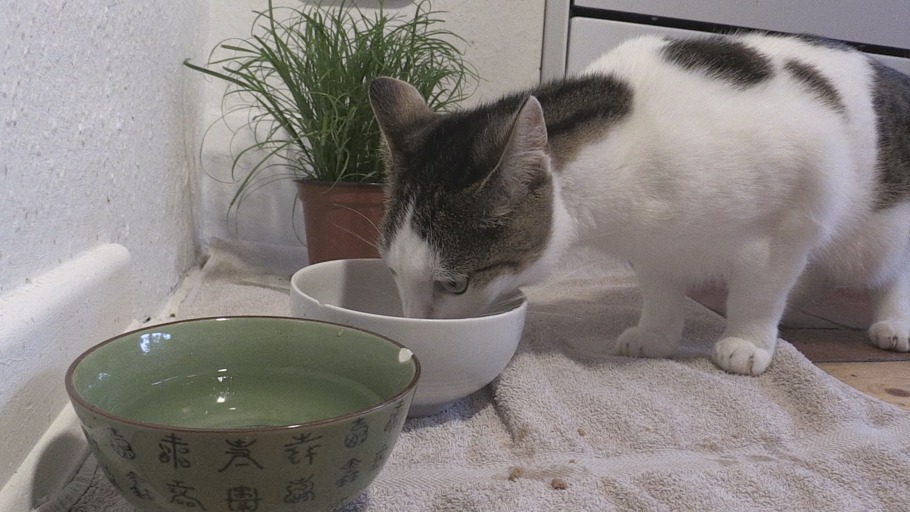 Wie trinkt meine Katze?