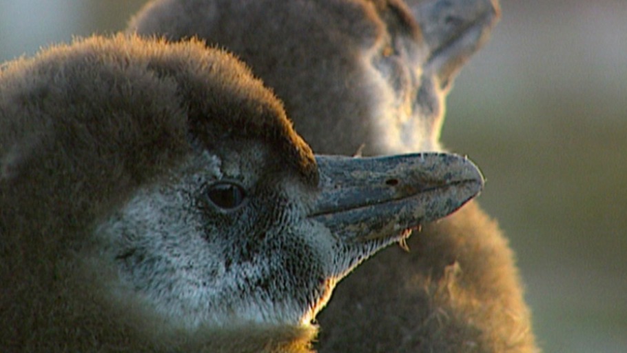 Kämpfer mit krummen Schnäbeln