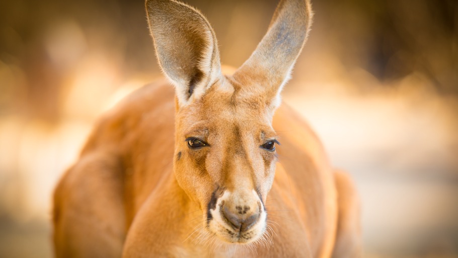 Das Rote Riesenkänguru