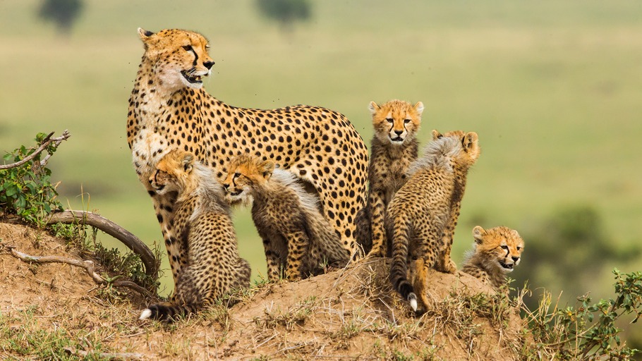 Klassenzimmer der Tiere