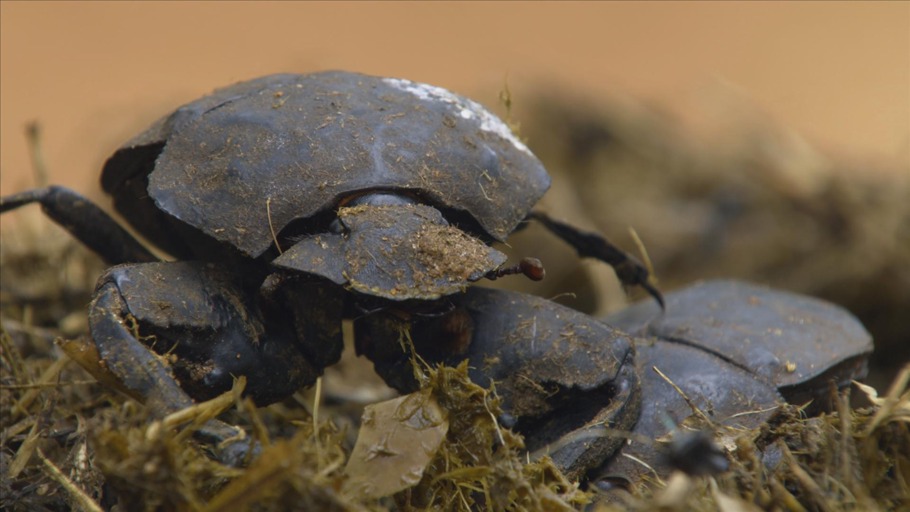 Dung Beetle