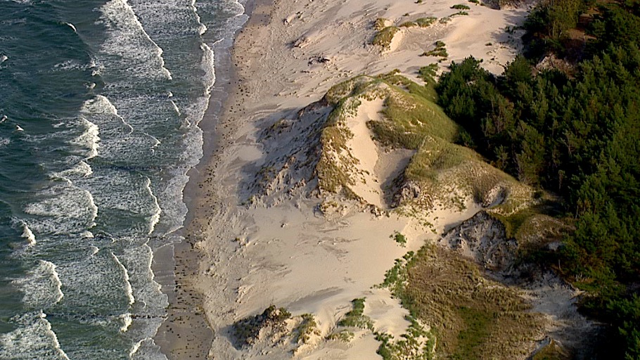 Zwischen Ebbe und Flut - Tiere am Strand