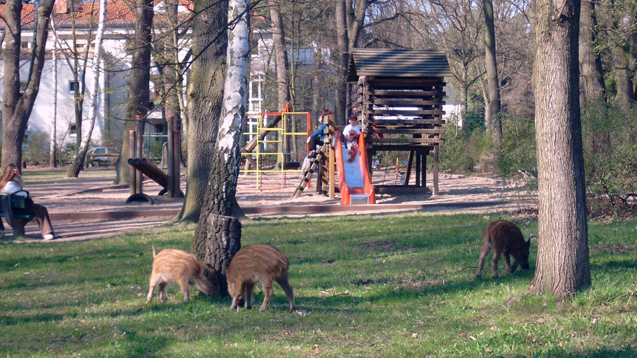 Hauptstadt der Wildschweine - Berlin