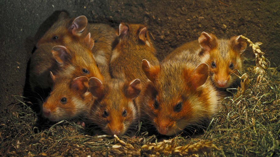Hamstermutter-im-Bau-mit-6-Jungen-Bild1