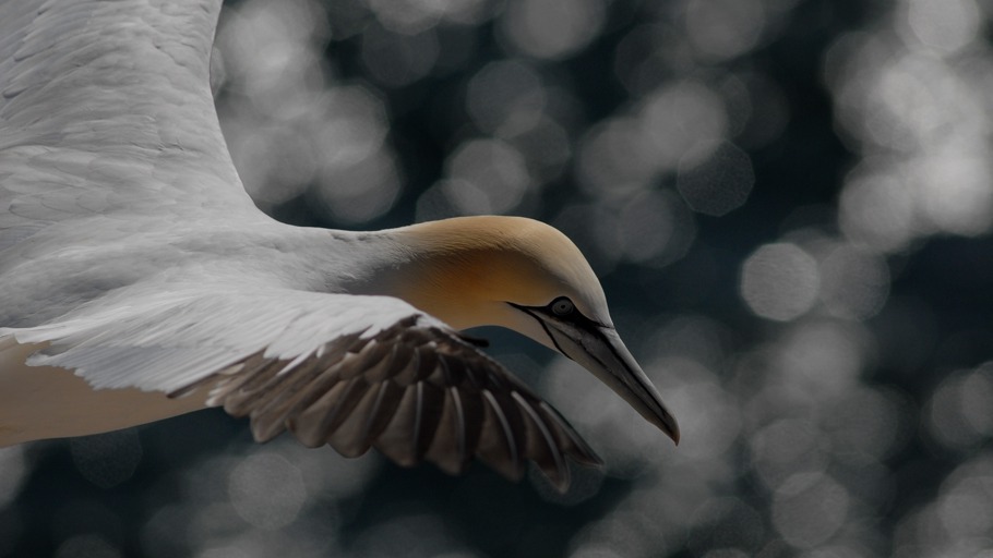 Annegret Walter, Robert Morgenstern/ NDR Naturfilm, Doclights GmbH