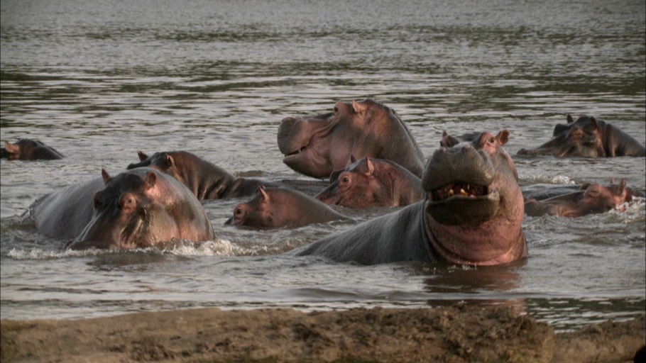 Hippos hautnah