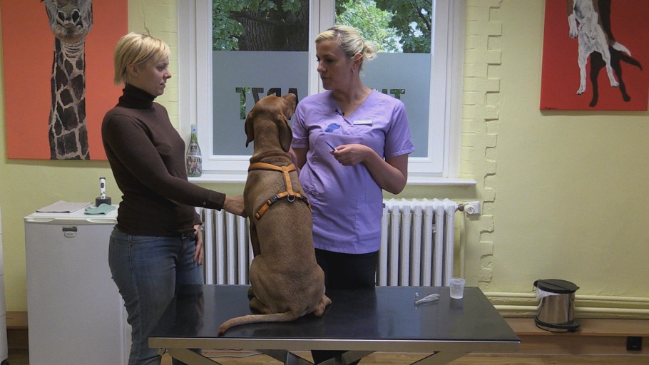 Fieber messen beim Hund