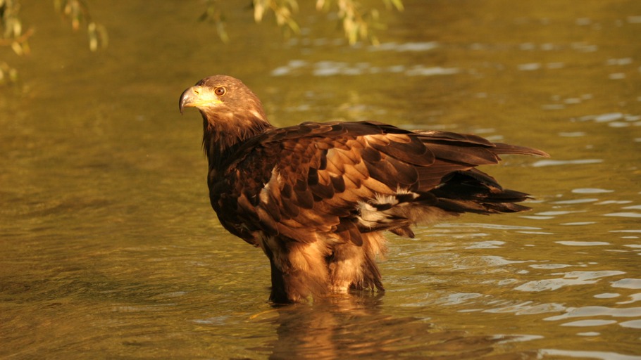 Felix Hellinger, Naturfilm
