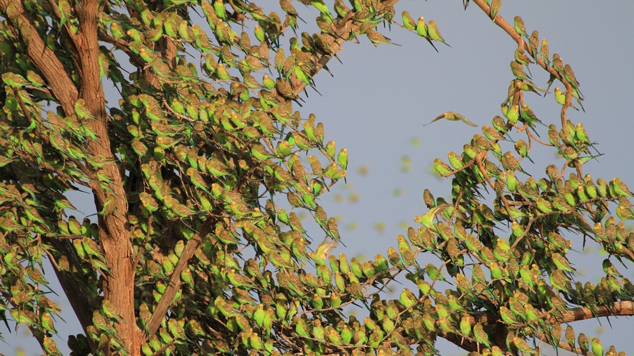 Immer unterwegs - Die große Reise der Vögel