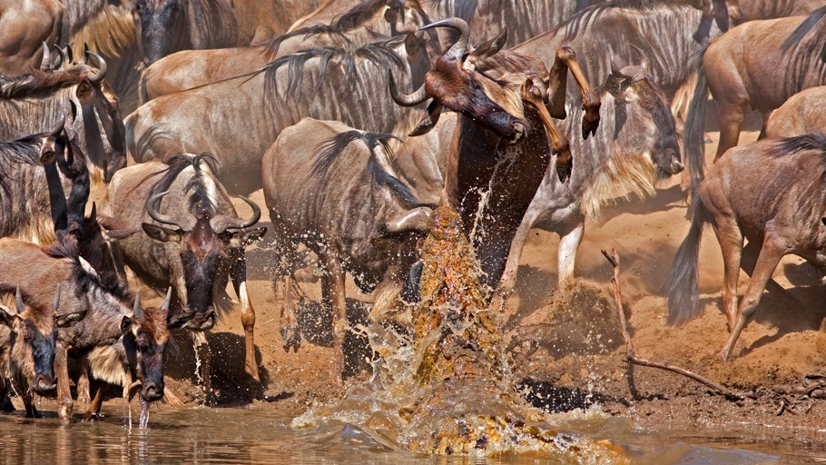 Tierwelt Live Alles Uber Adler