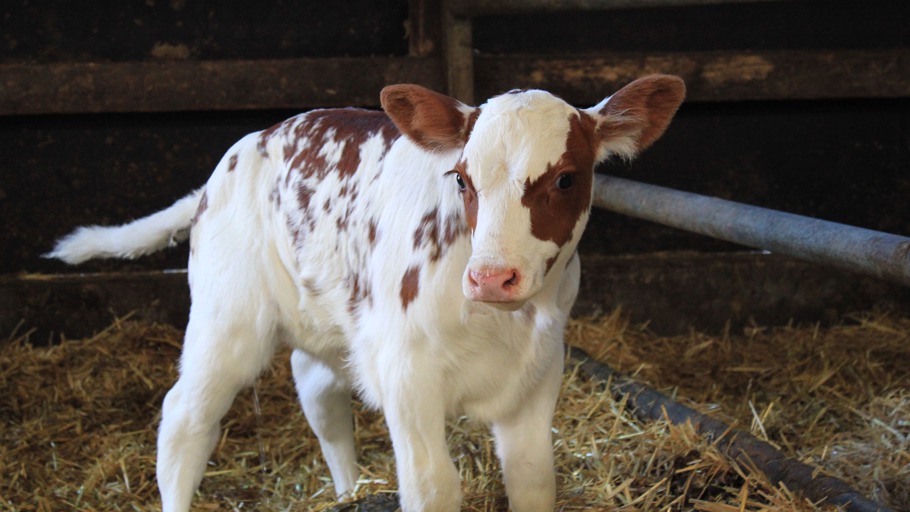 Inas Sommer: Folge 03