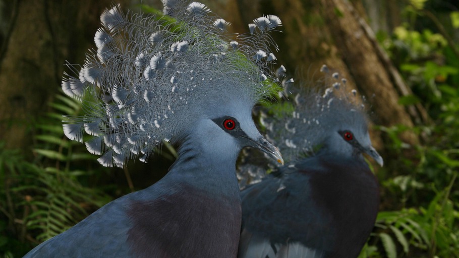 Inseln der Kannibalen