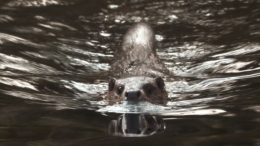Fisch zum Frühstück