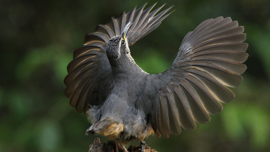 Liebesleben der Tiere