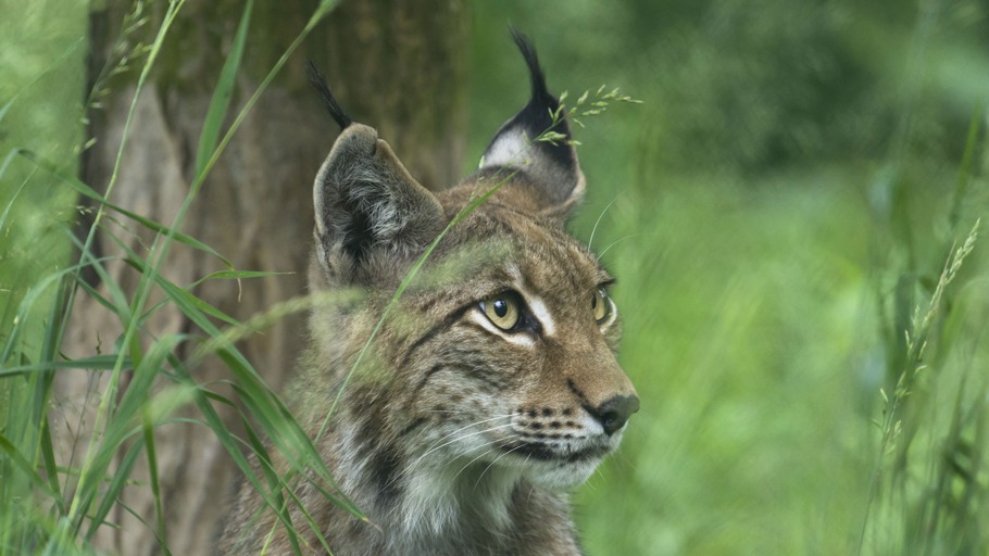 Das Comeback der Pinselohren