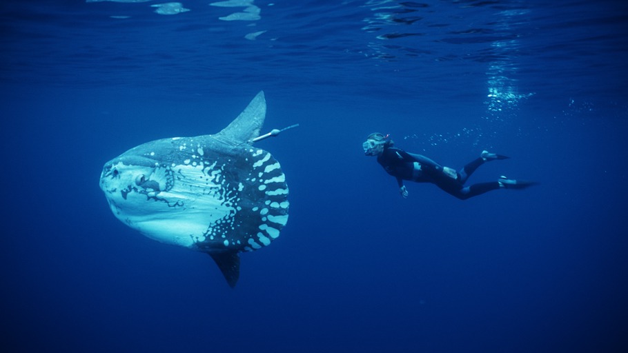 Mike Johnson/ NDR Naturfilm