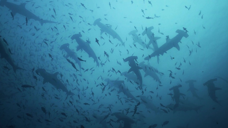 Precious Earth: Meere