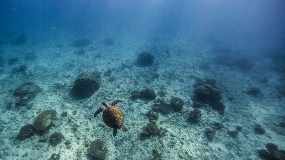 Männermangel bei den Meeresschildkröten