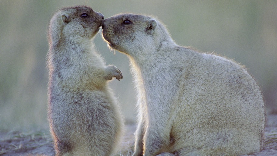 Die Murmeltiere von Kasachstan