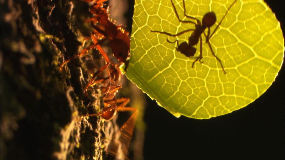 NDR Naturfilm, Doclights GmbH/ Light and Shadow GmbH