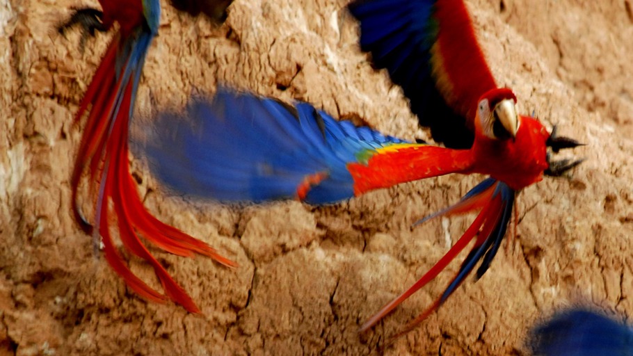 Helden des Dschungels