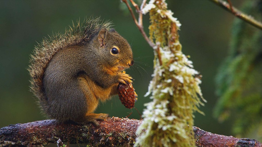 TIERWELT LIVE-Kanal „Tiere beobachten“ - Vorschaubild: Douglashörnchen knabbert an Tannenzapfen