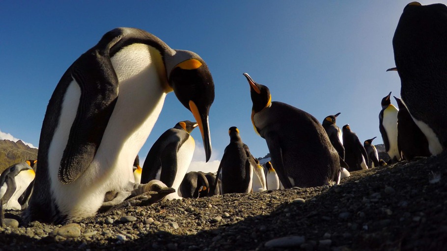Roland Gockel/ Rosie Koch