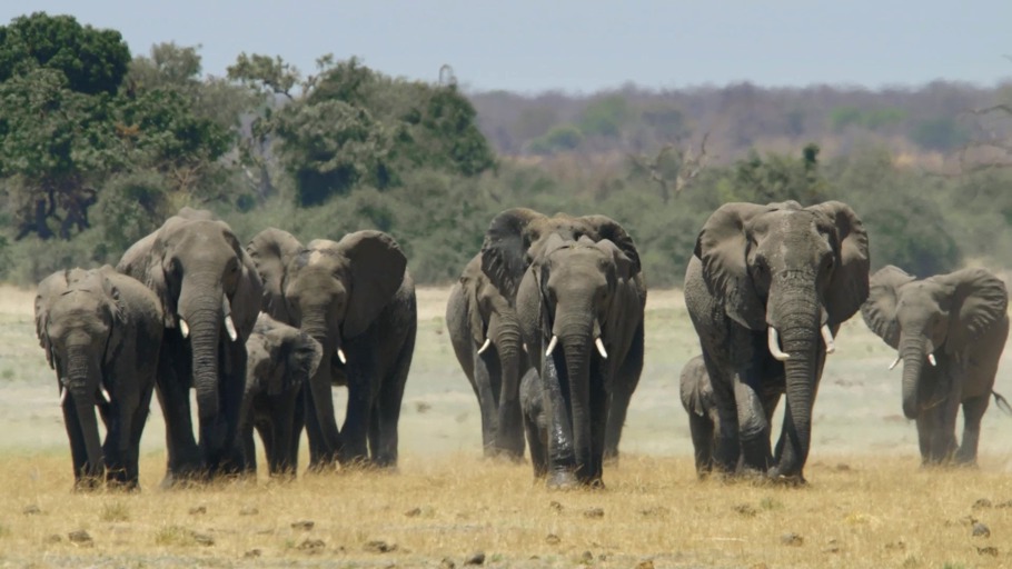 Precious Earth: Säugetiere