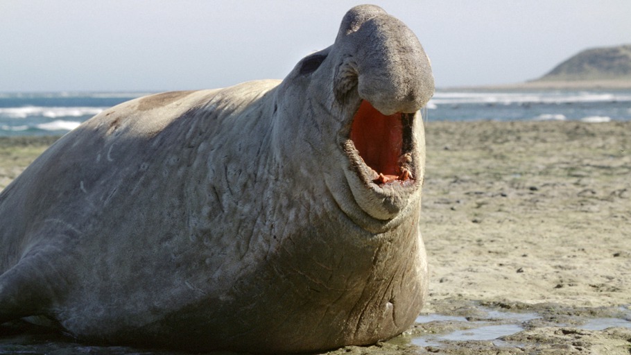 See-Elefanten in Patagonien