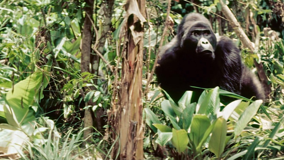 Herrscher des Urwalds (1957)