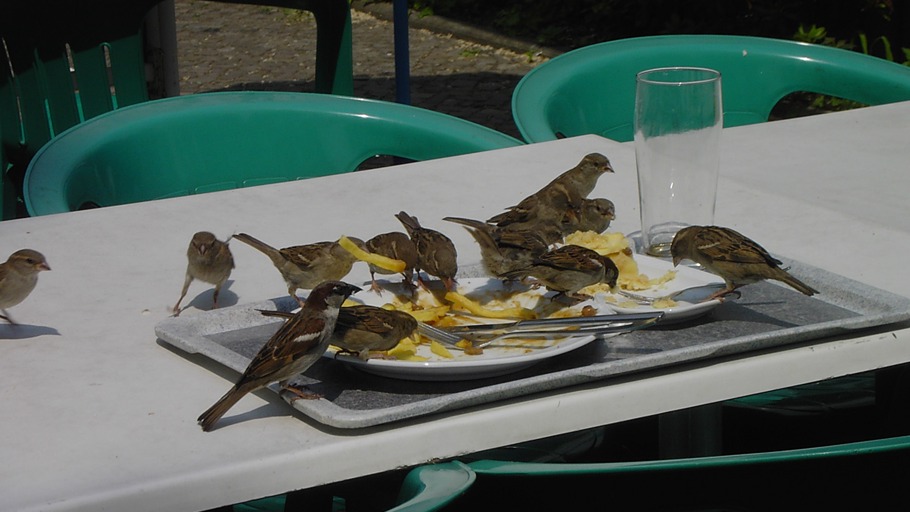 Die frechen Spatzen von Berlin