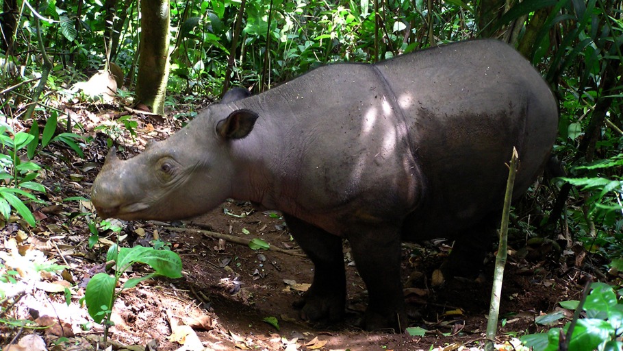 Schutzhaft für die letzten Einhörner