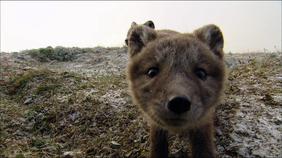 polarfuechse-in-russland