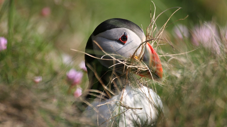 Jens Westphalen, Thoralf Grospitz