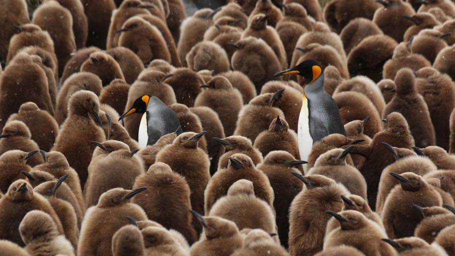 Insel der Pinguine