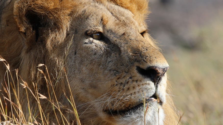 Raubkatzen - Tödliche Eleganz