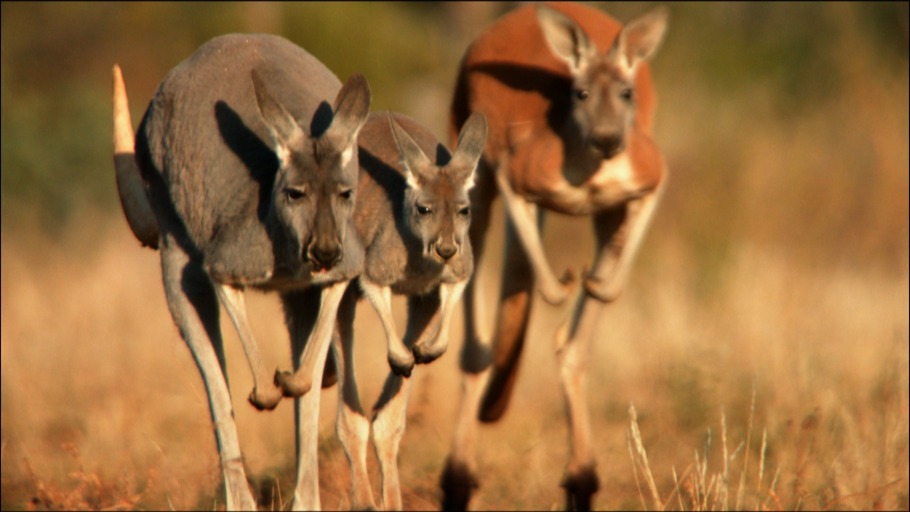 Jens Westphalen, Thoralf Grospitz/ NDR Naturfilm, Doclights GmbH