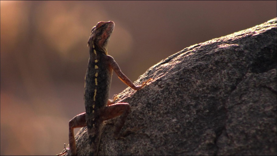 Precious Earth: Reptilien