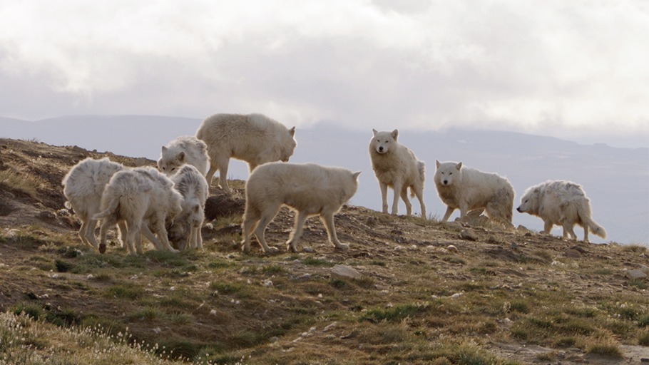 Wölfe - die Macht des Rudels