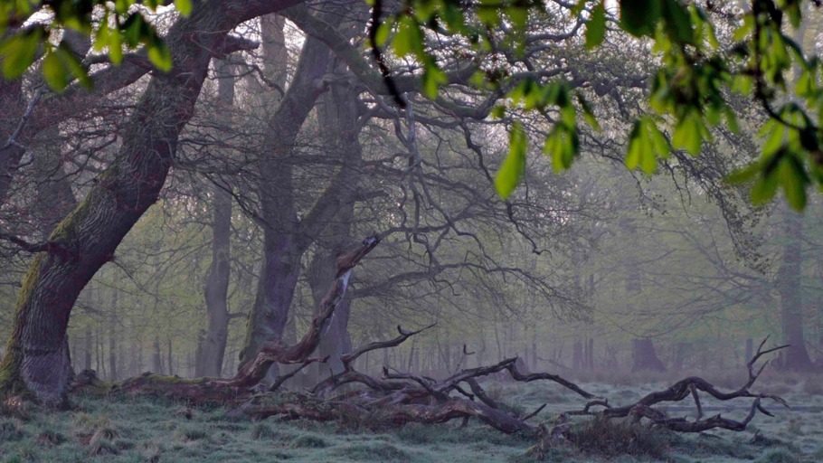 Wildes Skandinavien (1)