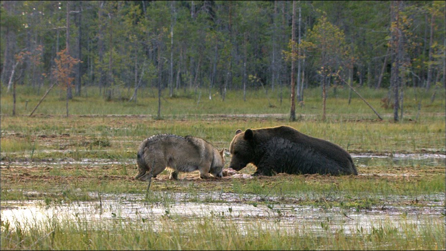 GULO, Oliver Goetzl, Ivo Noerenberg/ NDR Naturfilm, Doclights GmbH