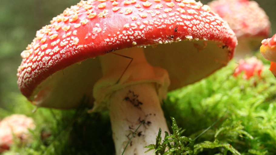 Nautilusfilm/ NDR Naturfilm, Doclights GmbH