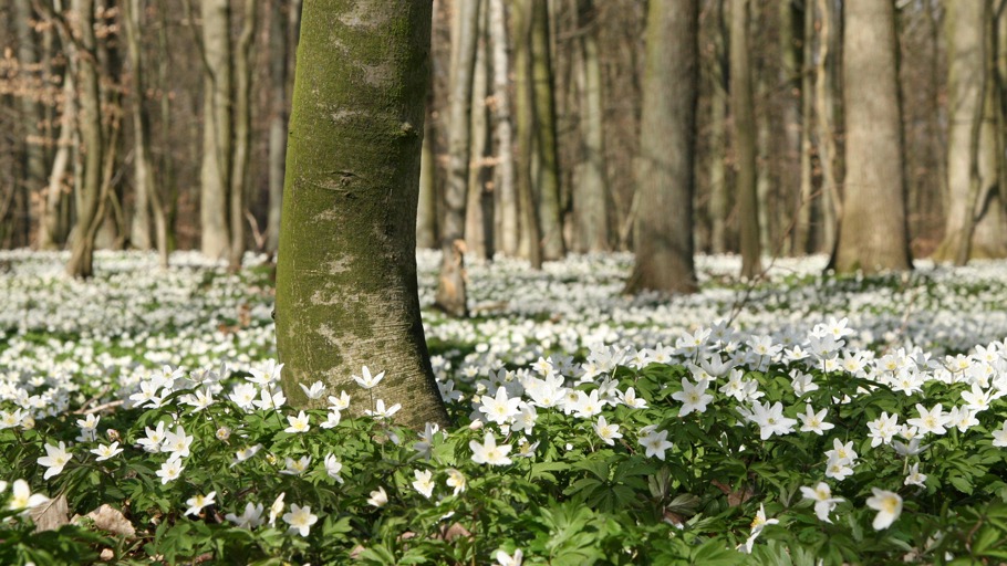 Nautilusfilm/ NDR Naturfilm, Doclights GmbH