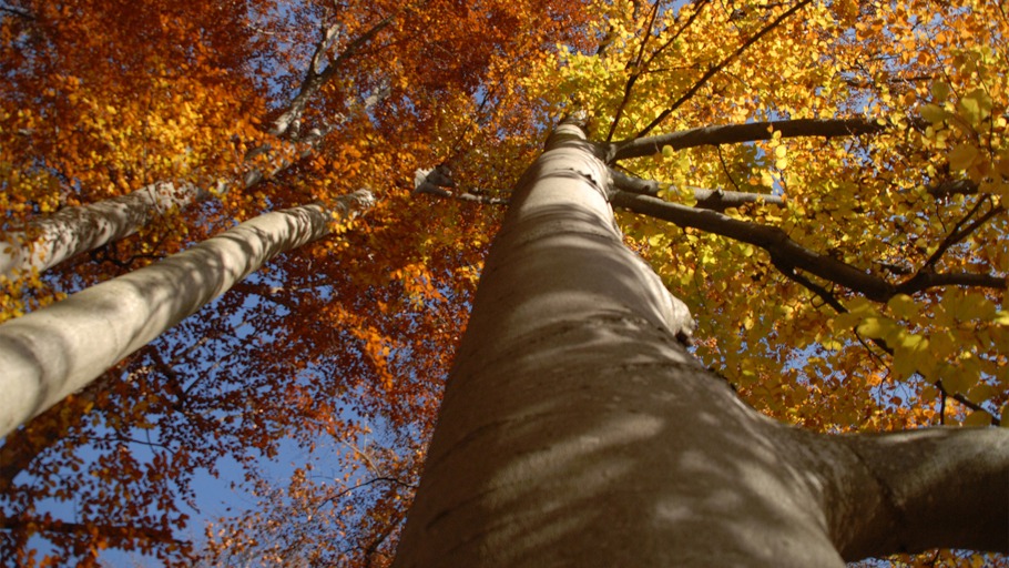 Nautilusfilm/ NDR Naturfilm, Doclights GmbH