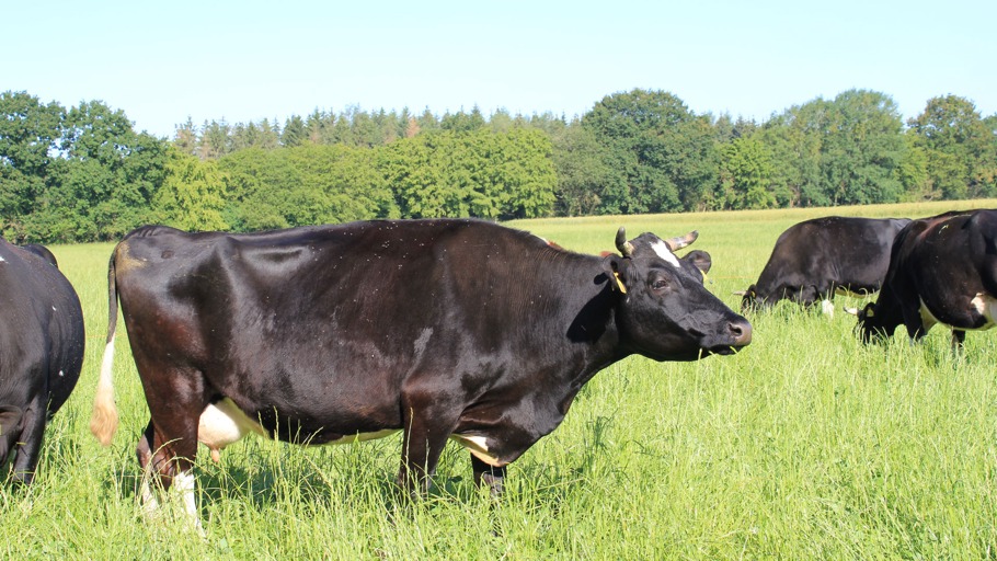 Inas Sommer: Folge 06