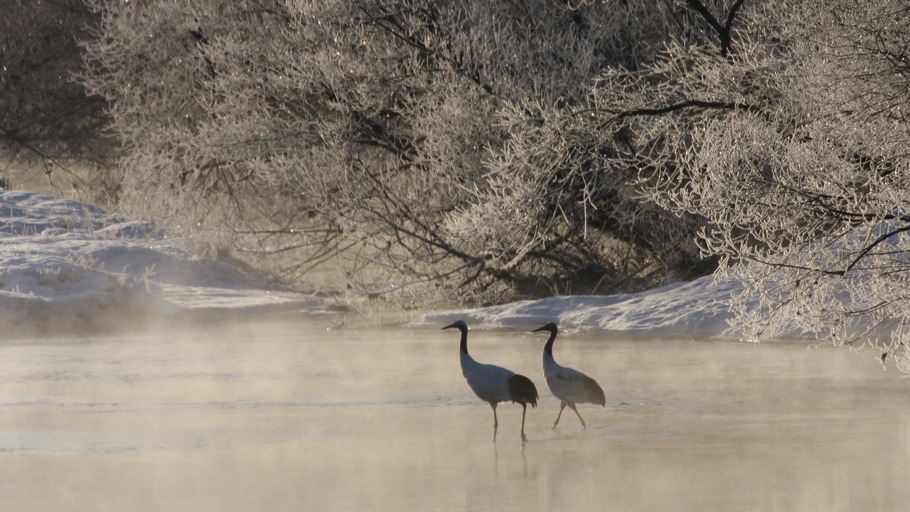 Japans geheime Tierwelt