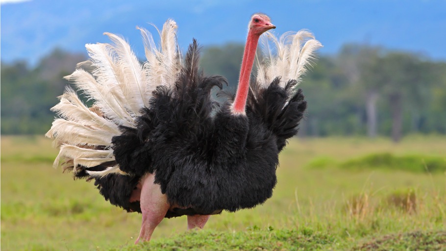 Gefiederte Fußgänger Strauß, Nandu & Co.