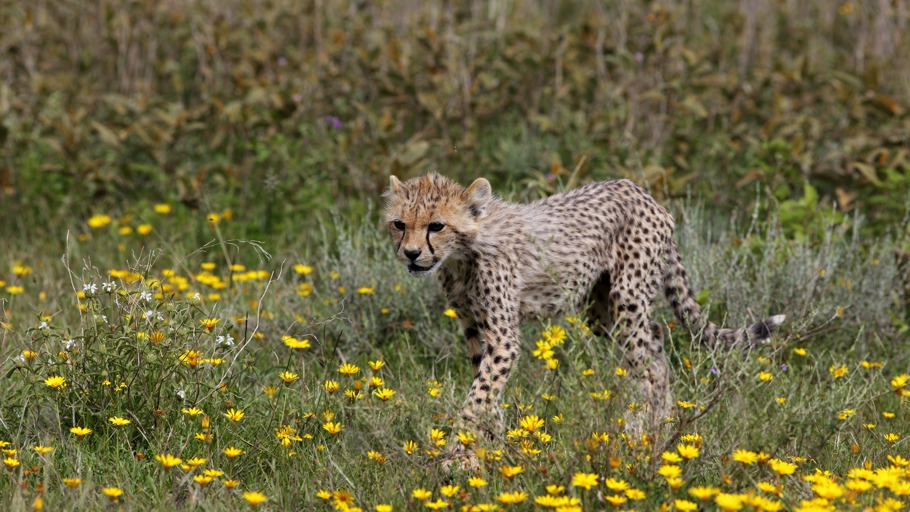 Töten will gelernt sein